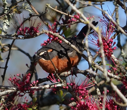 Black-and-rufous Warbling-Finch