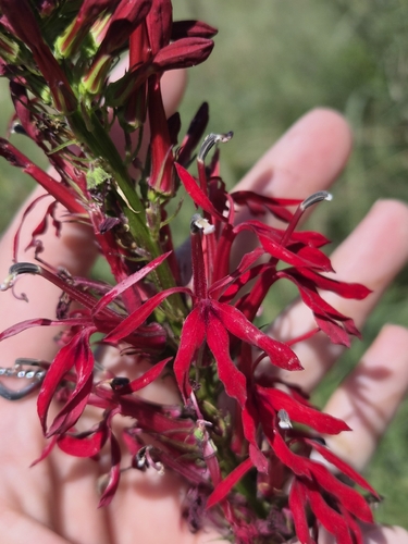 cardinal flower