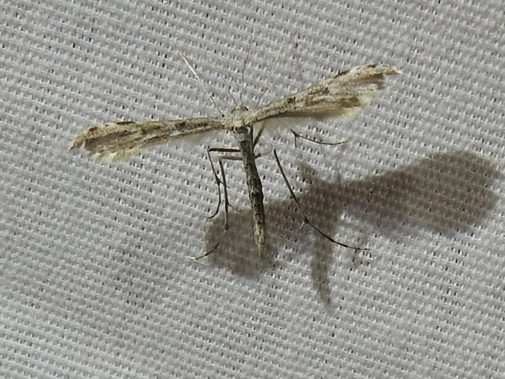 Black-marked Plume Moth from Midlothian, TX, USA on April 14, 2017 at ...