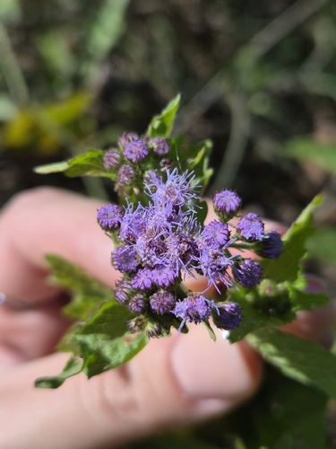 blue mistflower