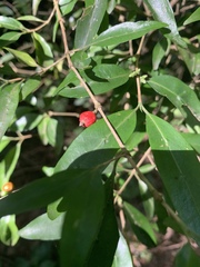 Tricalysia capensis transvaalensis