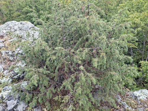common juniper