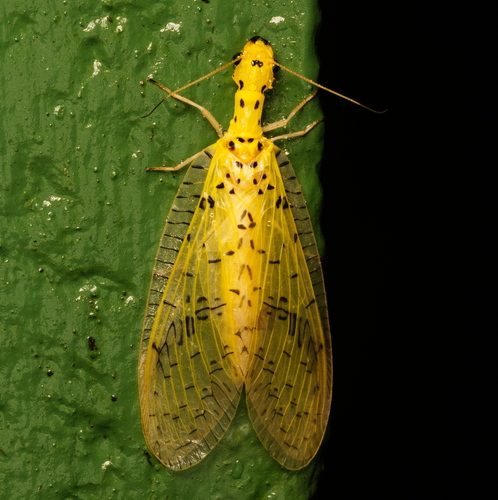 Chloronia mirifica photo 5