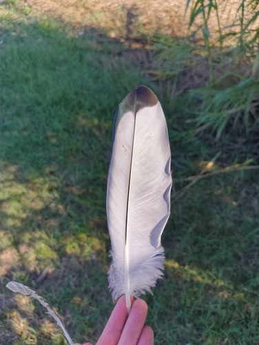 iNaturalist image