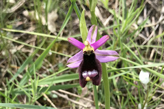 Ophrys bertolonii benacensis