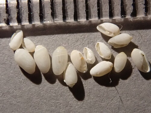 Acteocina canaliculata, 2026-09-05