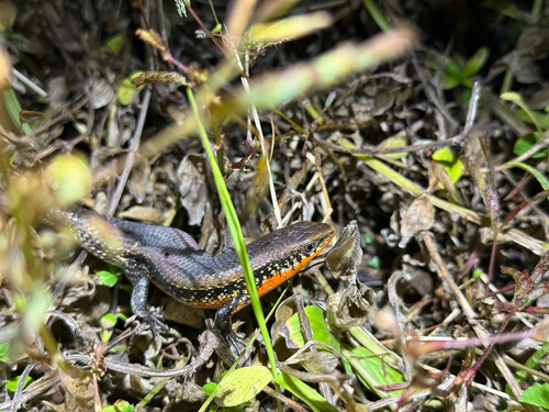 Bronze Grass Skink