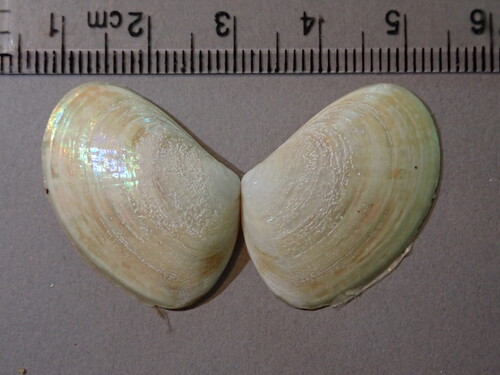 Mesodesma arctatum observed 2026-09-02