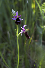 Ophrys bertolonii benacensis