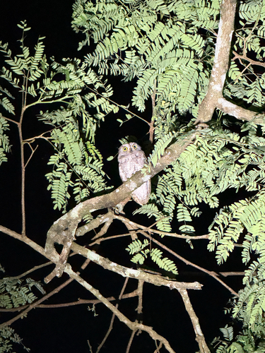 Oriental Scops-Owl