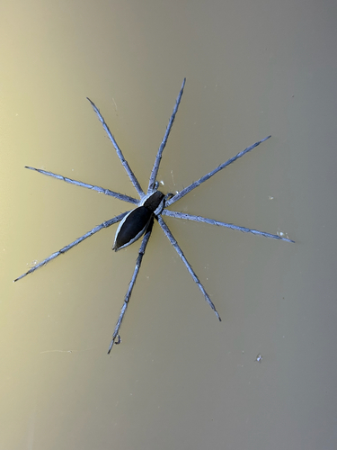 Common White-flanked Water Spider