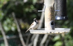 Passer domesticus