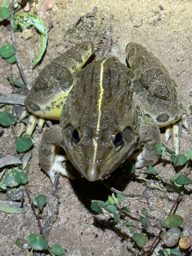 Indus Valley Bullfrog
