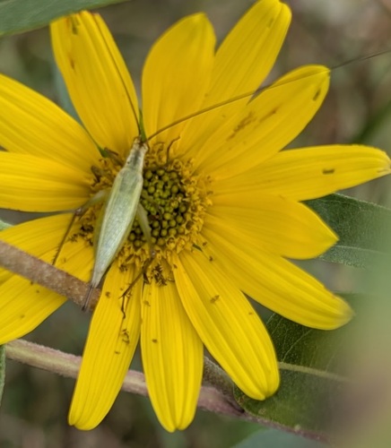 Forbes' Tree Cricket photo 3