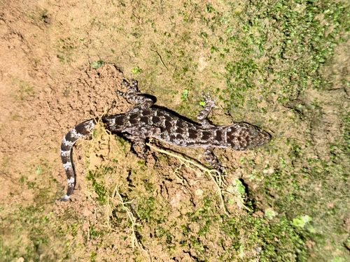 Tripura Bent-toed Gecko