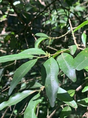 Tricalysia capensis transvaalensis