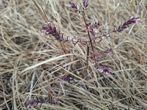 Red Odontites
