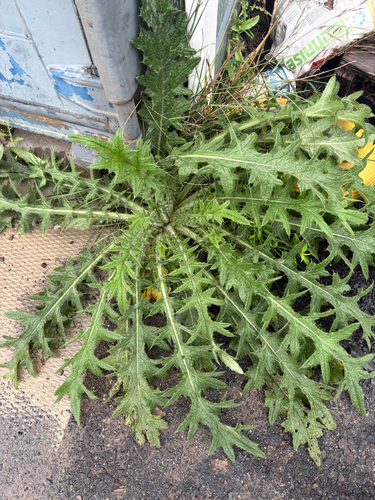 Bull Thistle