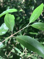Tricalysia capensis transvaalensis