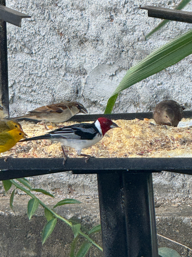 Red-cowled Cardinal