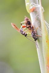 Aiolomorphus rhopaloides