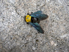 Xylocopa flavonigrescens