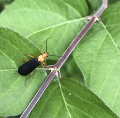 Podabrus fayi