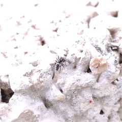 Salticus zebraneus