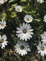 Dimorphotheca pluvialis