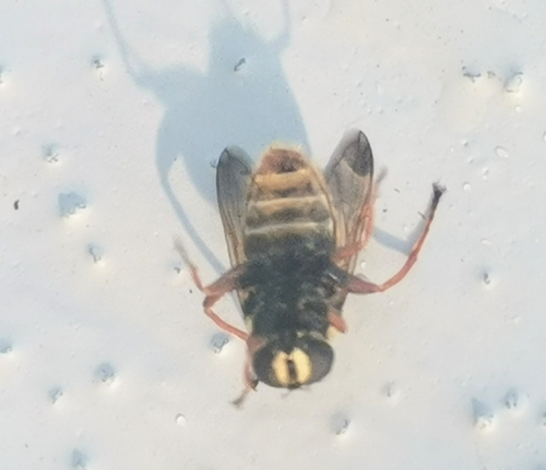 Yellow-barred Peat Hover Fly