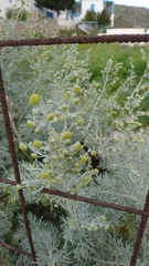 Artemisia arborescens
