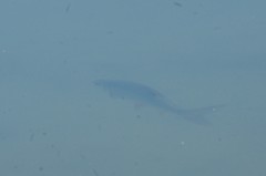 Rutilus rutilus lacustris