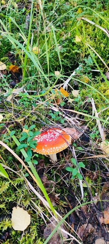 Fly Agaric