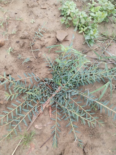 Phyllanthus virgatus observed 2026-09-04