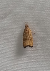 Psilocorsis cryptolechiella