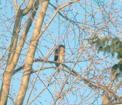 Accipiter cooperii