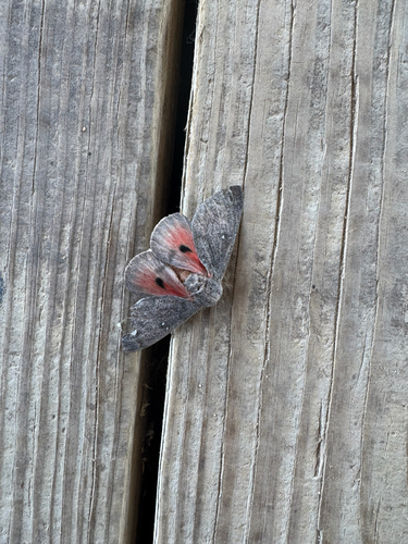 Hubbard's Silk Moth