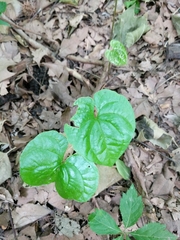 Dioscorea villosa