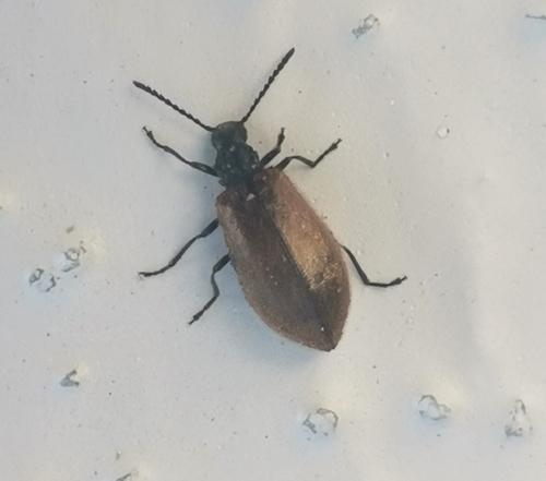 Rough-haired Lagria Beetle