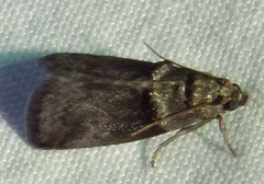 Acrobasis caryae