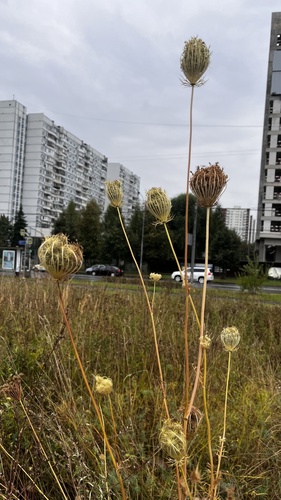 Наблюдение на iNaturalist
