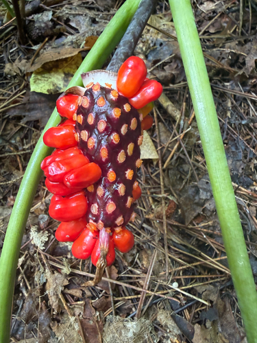 Jack-in-the-Pulpit