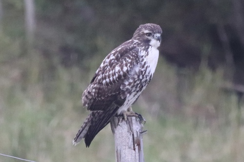 Red-tailed Hawk