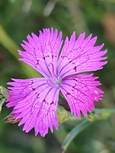 Dianthus seguieri, photograph 5