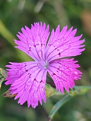 Dianthus seguieri, photograph author not stated, no rights reserved