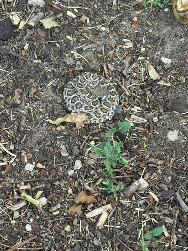 Western Diamond-backed Rattlesnake