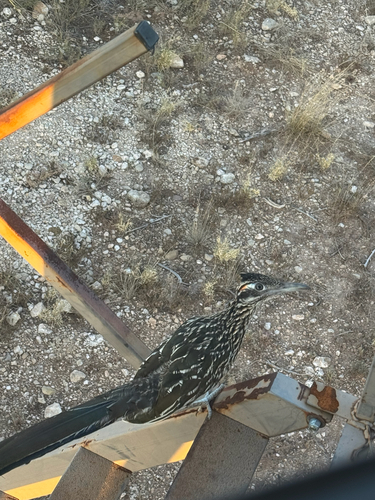 Greater Roadrunner