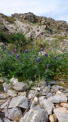 Lupinus pilosus