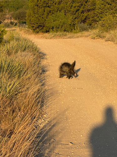 North American Porcupine