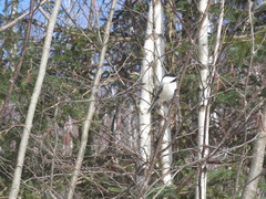 Poecile atricapillus